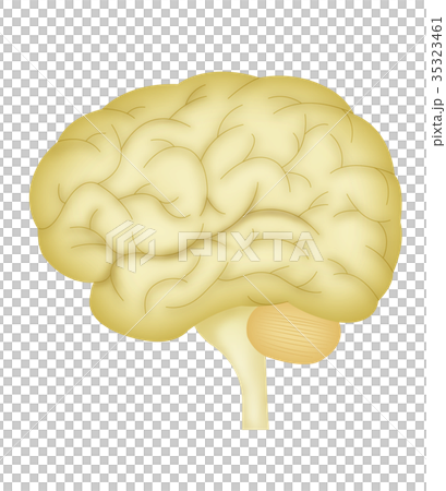 脳 35323461