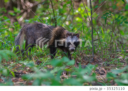 racoon dog in Danube Delta racoon dog in Danube Delta 35325110