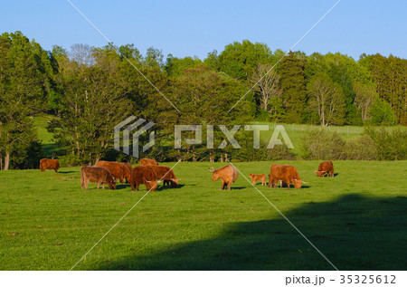 Scotland highland cows 35325612