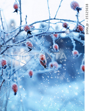 Red rosehip berries with hoar frost Red rosehip berries with hoar frost 35325638