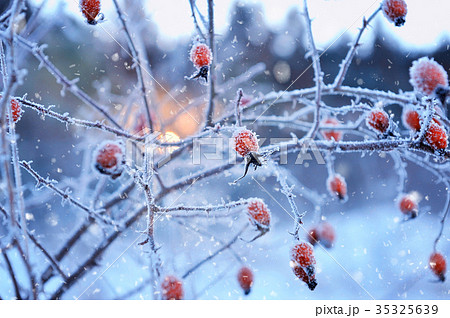 Red rosehip berries with hoar frost Red rosehip berries with hoar frost 35325639