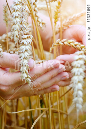 Woman hands with ears of wheat. Close-up 35325696