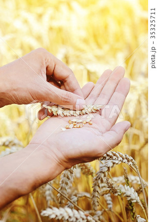 Ripe golden wheat ears in her hand the farmer 35325711