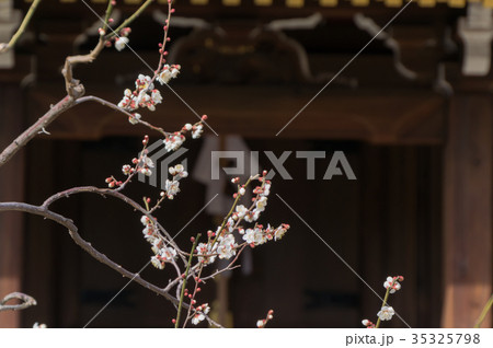 梅の花と春の日差しで出来た影、京都、日本 35325798