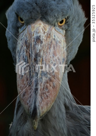 ハシビロコウの写真素材 [35325925] - PIXTA