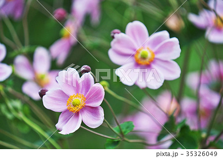 ピンクのシュウメイギクの花 35326049