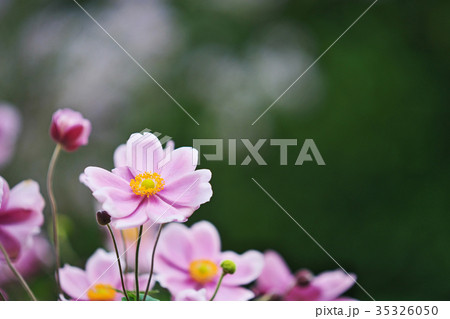 ピンクのシュウメイギクの花 35326050