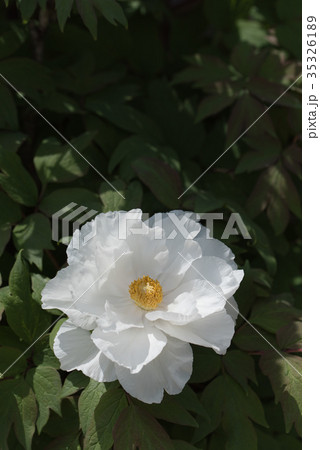 真っ白な牡丹の花のクローズアップ 35326189