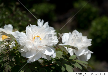 真っ白な牡丹の花のクローズアップ 真っ白な牡丹の花のクローズアップ 35326191