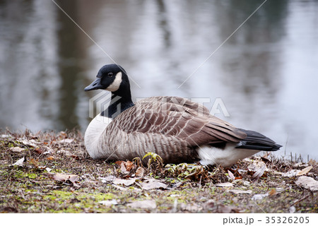 Canada goose bird Canada goose bird 35326205