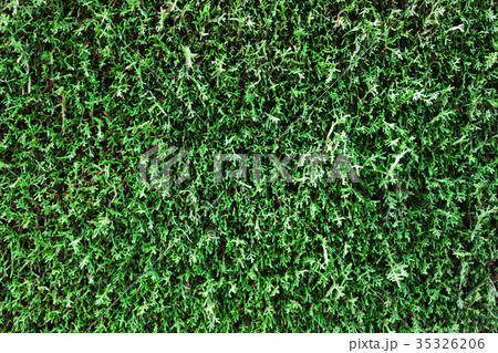 Background from an evergreen plant, pine, cypress. Background from an evergreen plant, pine, cypress. 35326206