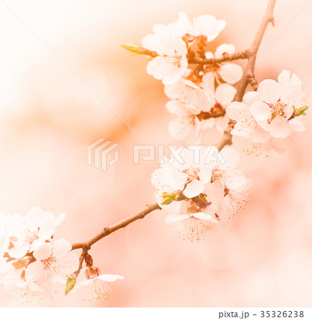 Apricot tree blossoms Apricot tree blossoms 35326238
