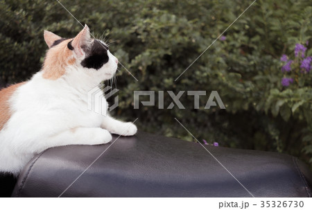 Side view of cat sitting on seat with nature 35326730