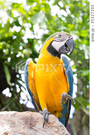 Parrot, Blue and yellow macaw, 35327205