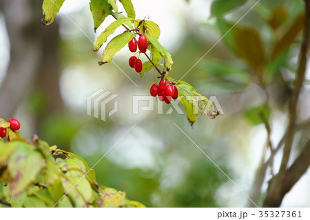 サンシュユの実 サンシュユの実 35327361