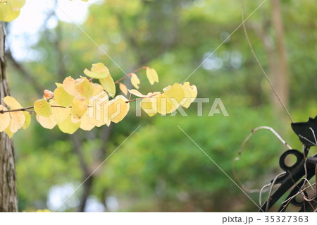 カツラ黄葉 35327363