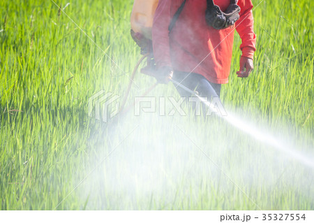 farmer spraying pesticide in the rice field 35327554