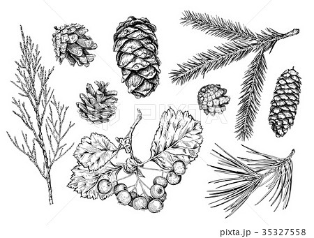 Set of hand drawn plants 35327558