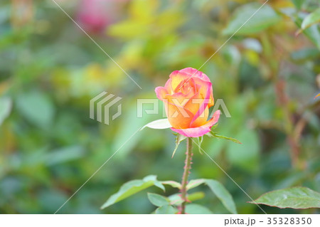 秋バラの花 35328350