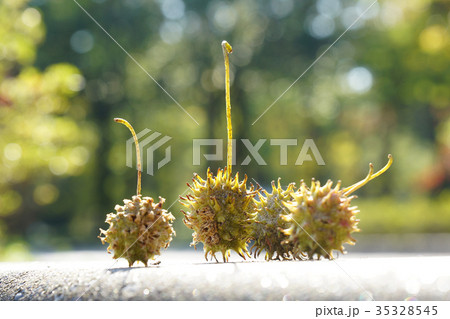 プラタナス(スズカケノキ)のまだ緑の集合果球-1 プラタナス(スズカケノキ)のまだ緑の集合果球-1 35328545