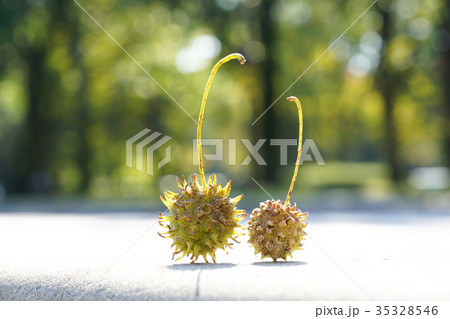 プラタナス(スズカケノキ)のまだ緑の集合果球-2 プラタナス(スズカケノキ)のまだ緑の集合果球-2 35328546