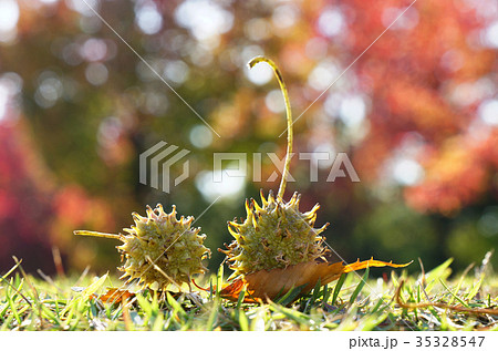 プラタナス(スズカケノキ)のまだ緑の集合果球-3 プラタナス(スズカケノキ)のまだ緑の集合果球-3 35328547