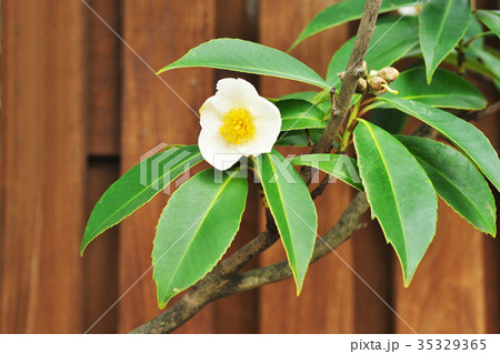白色のタイワンツバキの花 白色のタイワンツバキの花 35329365