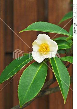 白色のタイワンツバキの花 35329366