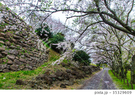 名護屋城跡のさくら 佐賀 唐津 名護屋城跡のさくら 佐賀 唐津 35329609