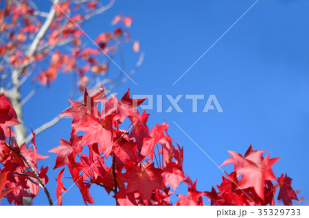 楓の紅葉 35329733