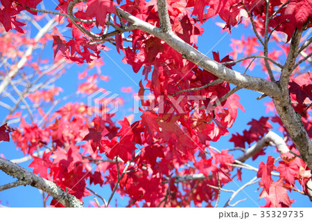 楓の紅葉 35329735