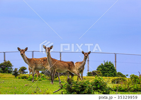 野崎島ワイルドパークと野生の鹿　小値賀諸島　五島列島 35329959