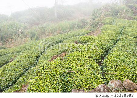 茶畑 中国・福建省安渓県西坪鎮 茶畑 中国・福建省安渓県西坪鎮 35329995