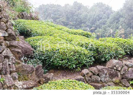 茶畑 中国・福建省安渓県西坪鎮 茶畑 中国・福建省安渓県西坪鎮 35330004