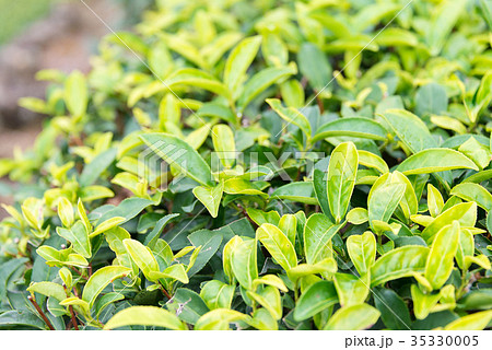 茶畑 中国・福建省安渓県西坪鎮 35330005