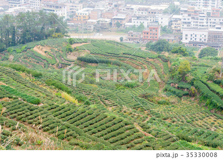 茶畑 中国・福建省安渓県西坪鎮 35330008