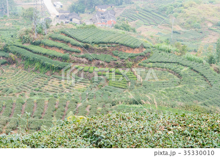 茶畑 中国・福建省安渓県西坪鎮 茶畑 中国・福建省安渓県西坪鎮 35330010