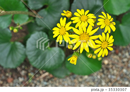 ツワブキの黄色の花 35330307