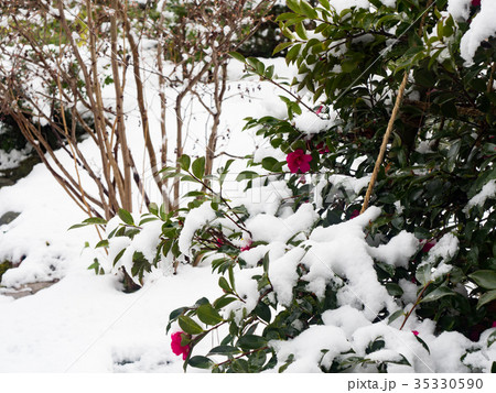 雪の兼六園　寒椿 35330590
