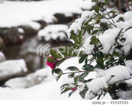 雪の兼六園　寒椿 35330591
