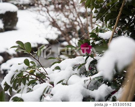 雪の兼六園　寒椿 35330592