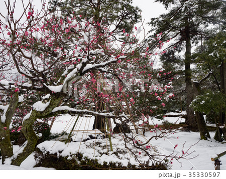 雪の兼六園　八重咲紅梅 35330597