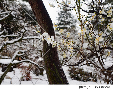 雪の兼六園　白梅 35330598