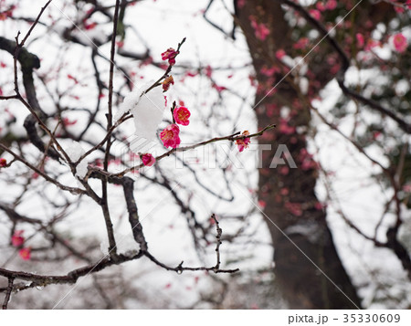 雪の兼六園　八重咲紅梅 35330609