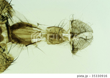 ハエの口 35330916