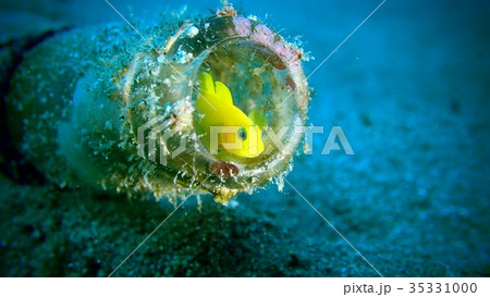 ミジンベニハゼ 35331000