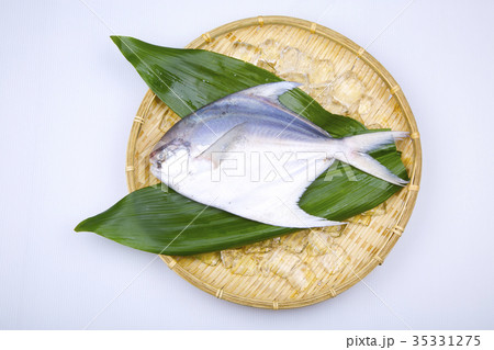マナガツオ　食材 35331275