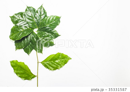 Green leafs frame with usable copy space in middle Green leafs frame with usable copy space in middle 35331587