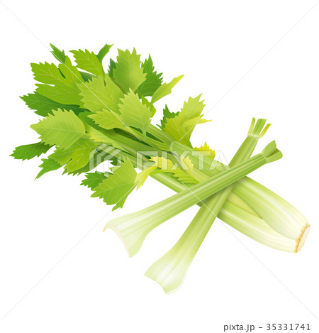 セロリ 35331741