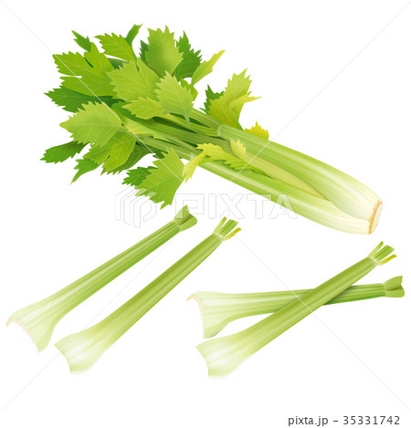 セロリ セロリ 35331742